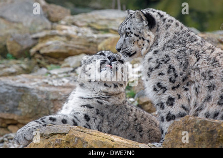 Due giovani i leopardi delle nevi. Foto Stock