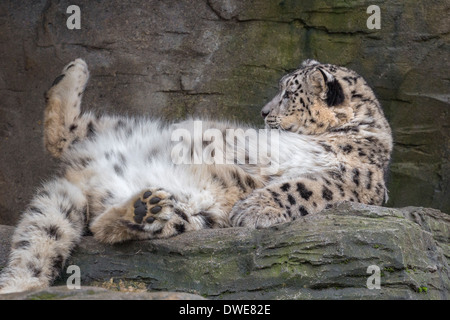 Snow Leopard giacente sul suo retro. Foto Stock