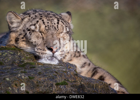 Sleeping Snow Leopard. Foto Stock