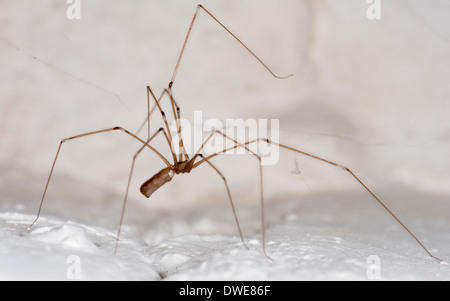 Daddy Long Legs Spider Pholcus phalangioides Kent REGNO UNITO Foto Stock