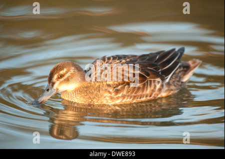 Alzavola Anas crecca Lincolnshire UK Foto Stock