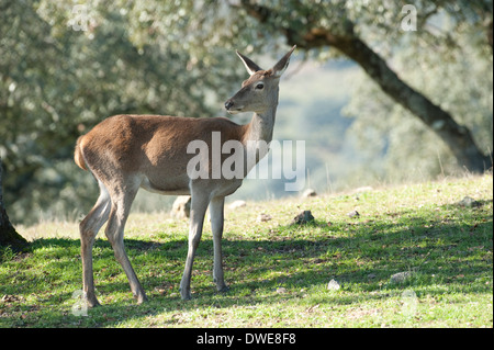 Red Deer Cervus elaphus Andalusia Spagna Foto Stock