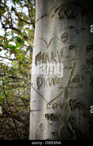 Incisione su un vecchio faggio tronco di albero Foto Stock