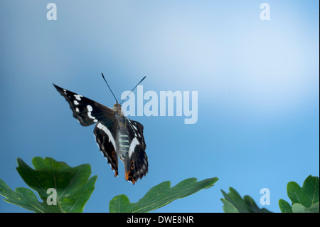 Viola imperatore farfalla in volo Apatura iris REGNO UNITO Foto Stock