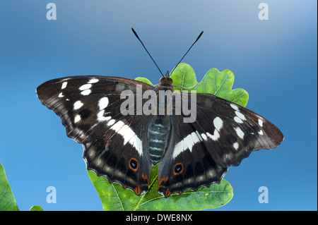 Viola Imperatore Butterfly Apatura iris REGNO UNITO Foto Stock