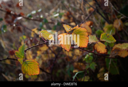 Foglie di autunno di Blacberry bush Foto Stock