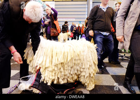 Birmingham, Regno Unito. Il 6 marzo 2014. Il Crufts 2014 dog show in NEC National Exhibition Centre Birmingham REGNO UNITO Inghilterra giorno uno dei premier dog show e la concorrenza. Credito: Paul Thompson Live News /Alamy Live News Foto Stock