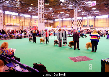 Birmingham, Regno Unito. Il 6 marzo 2014. Il Crufts 2014 dog show in NEC National Exhibition Centre Birmingham REGNO UNITO Inghilterra giorno uno dei premier dog show e la concorrenza. Credito: Paul Thompson Live News /Alamy Live News Foto Stock