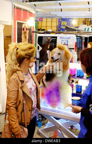 Birmingham, Regno Unito. Il 6 marzo 2014. Il Crufts 2014 dog show in NEC National Exhibition Centre Birmingham REGNO UNITO Inghilterra giorno uno dei premier dog show e la concorrenza. Credito: Paul Thompson Live News /Alamy Live News Foto Stock