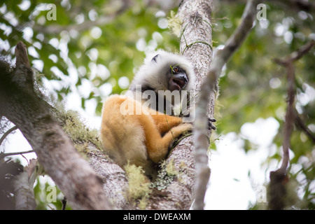 Diademed sifaka alimentare Foto Stock