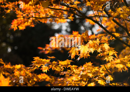 Acer shirasawanum, Shirasawa acero in autunno Foto Stock