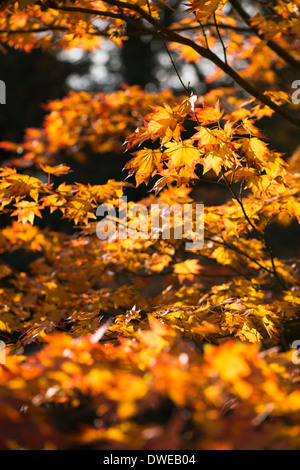 Acer shirasawanum, Shirasawa acero in autunno Foto Stock