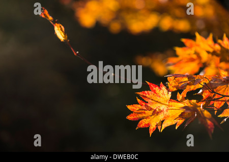 Acer shirasawanum, Shirasawa acero in autunno Foto Stock