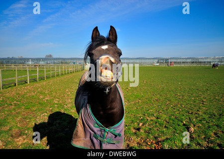 Bianco e nero cavallo arabo con labbro sollevato mostra i denti Foto Stock