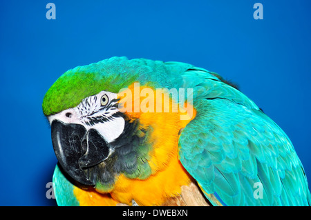 Bella blu e oro macaw, Ara ararauna, cerca su sfondo blu Foto Stock