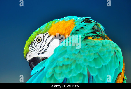 Bella blu e oro macaw, Ara ararauna, preening su sfondo blu Foto Stock