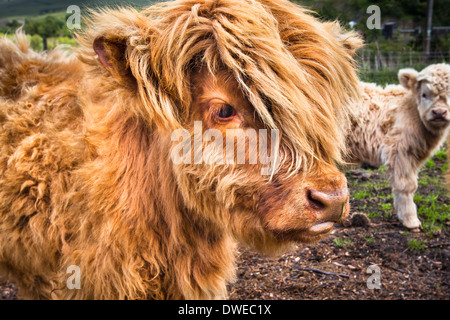 Highland Bovini (vitelli) in Scozia. Foto Stock