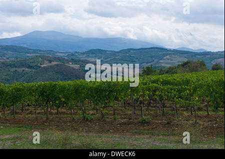 Vigneti vicino a Montalcino guardando verso il Monte Amiata, Toscana, Italia Foto Stock