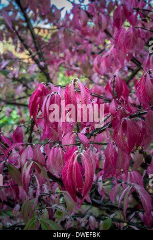 Le foglie rosse di Euonymus Alatus Foto Stock