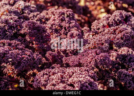 Foglie rosse scure di Kale 'Redbor' che crescono in un giardino britannico. Foto Stock