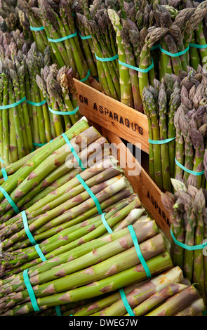 Appena raccolto di punte di asparagi Foto Stock