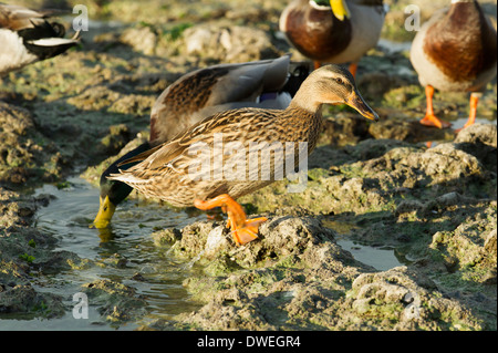 Mallard duck nel dipartimento della Charente-Maritime, Francia occidentale Foto Stock