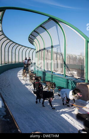 Anchorage in Alaska,, Stati Uniti d'America. 1 Mar 2014. Iditarod musher ROBERT BUNDTZEN passa lungo il ponte di Tudor a inizio di Iditarod 62. Unità Mushers anche se il centro di ancoraggio per la partenza cerimoniale dell'Iditarod Sled Dog Race. © Ron Levy/ZUMA filo/ZUMAPRESS.com/Alamy Live News Foto Stock