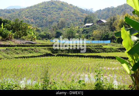 Verde campo di riso a Chiangmai, Thailandia Foto Stock