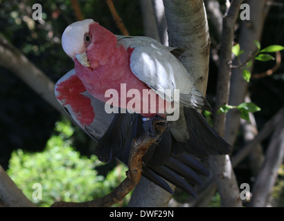 Rose-breasted Cockatoo o Galah Cockatoo (Eolophus roseicapilla), originariamente dall'Australia in extreme close-up Foto Stock