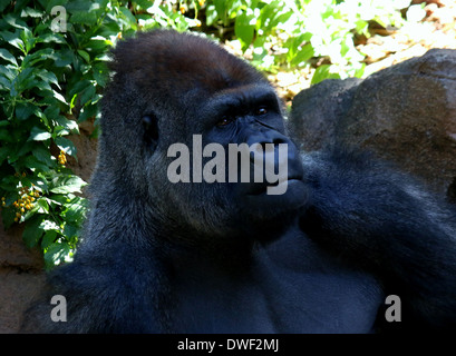 Maschio silverback Gorilla Occidentale in Lorp Parque zoo, Tenerife, close-up Foto Stock