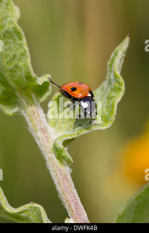 Coccinella Seven-Spotted su comuni Fleabane, UK. Agosto Foto Stock