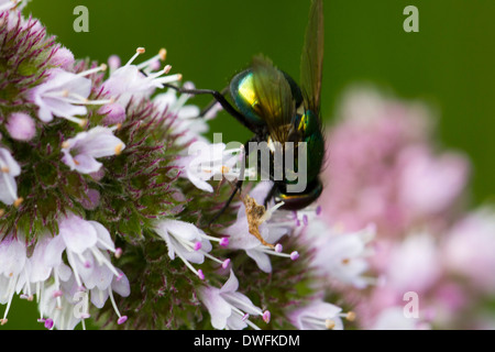 Greenbottle volare nel Regno Unito. Inizio autunno Foto Stock