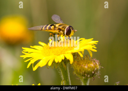 Hoverfly (syrphus ribesii) su comuni Fleabane, UK. Settembre Foto Stock