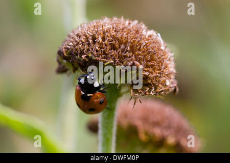 Coccinella Seven-Spotted su comuni Fleabane, UK. Settembre Foto Stock
