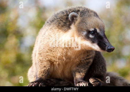 Sud Amrican o Coati Ring-Tailed (Nasua nasua), Regno Unito Foto Stock