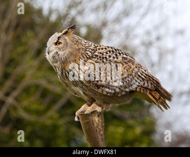 Siberian gufo reale (Bubo bubo sibiricus) femmina " zucchero " Puff, Liberty's Raptor e Centro Rettili, Ringwood, Hampshire, Inghilterra Foto Stock