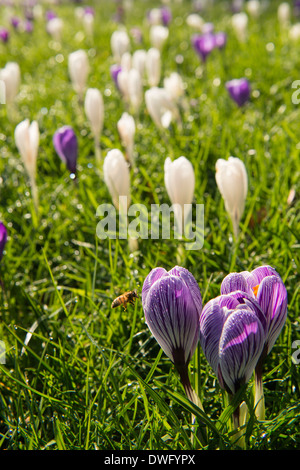 Una vespa vola verso di crochi (in primo piano croci simile Crocus " Pickwick'), coperte di rugiada di mattina. Royal Botanic Gardens, Kew, Londra Foto Stock
