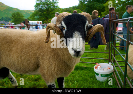 Swaledale pecore a Patterdale Sheep Dog Trail e Cane giorno Cumbria Inghilterra England Regno Unito Foto Stock