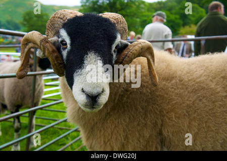 Swaledale pecore a Patterdale Sheep Dog Trail e Cane giorno Cumbria Inghilterra England Regno Unito Foto Stock