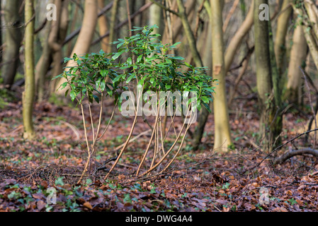 Alloro euforbia Daphne laureola Foto Stock