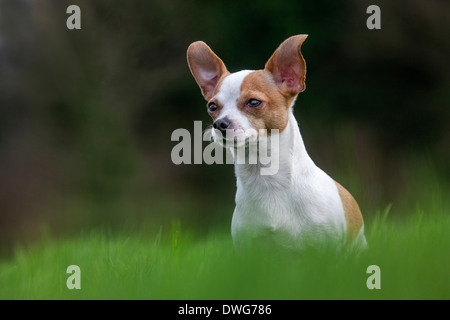 A pelo corto Chihuahua in giardino Foto Stock
