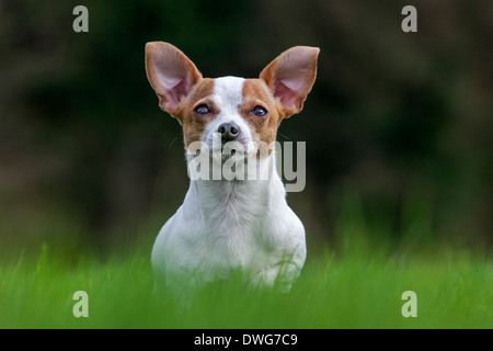 A pelo corto Chihuahua in giardino Foto Stock