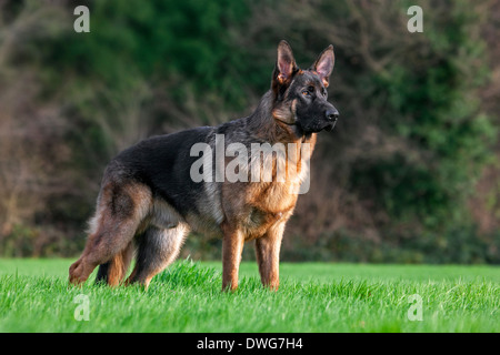 Pastore Tedesco cane (Canis lupus familiaris) in giardino Foto Stock