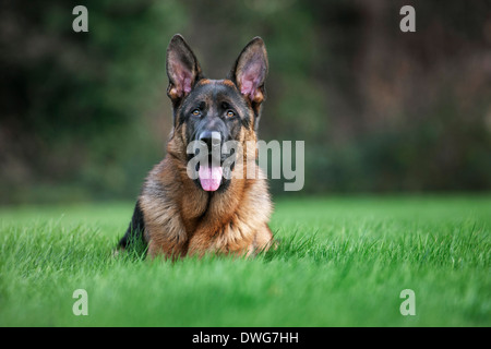 Pastore Tedesco cane (Canis lupus familiaris) giacenti in giardino Foto Stock