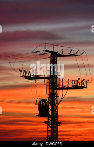 Palo elettrico al tramonto Foto Stock