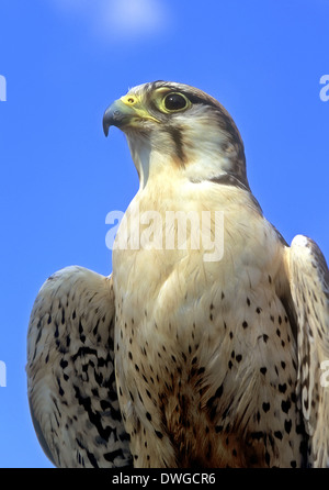 Saker Falcon, Falco cherrug ritratto Foto Stock