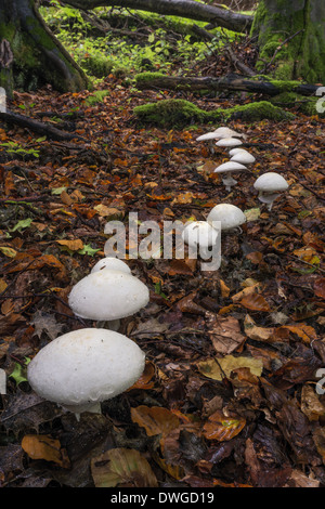 Legno funghi Agaricus silvicola di Cotswold Commons e faggete Riserva Naturale Foto Stock