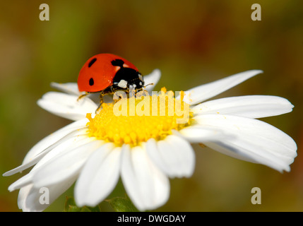Lady bug impollinare un fiore Foto Stock