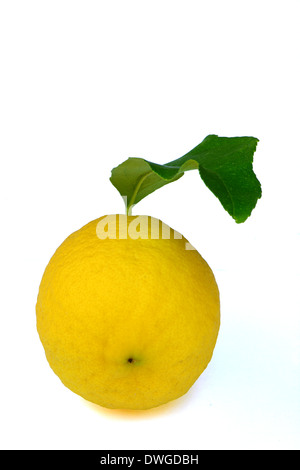 Limone con foglia verde Foto Stock
