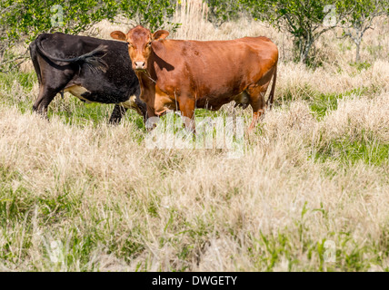 Bovini sul bordo di un aranceto in Indian River County, Florida, Stati Uniti d'America. Foto Stock